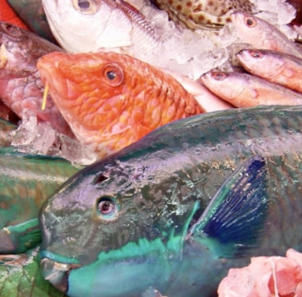 鮮魚