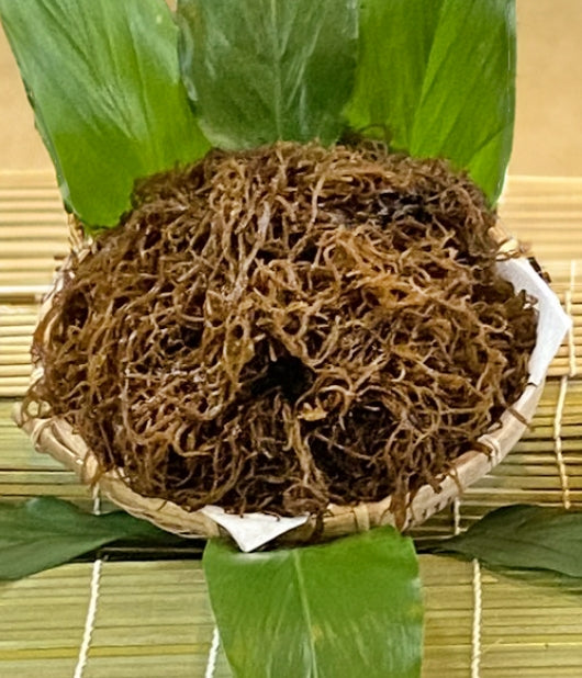 生太もずく ６㎏